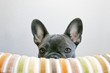 blue french bulldog puppy peeking with tall ears
