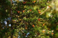 Multiple Monarch Butterflies Sitting On A Tree Branch