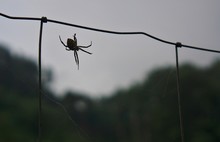 Spider Hanging On Wired Metal