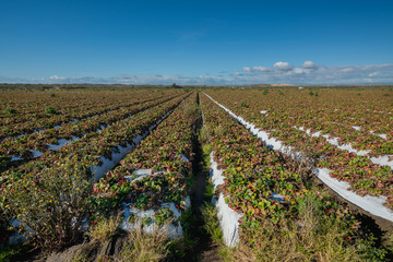 Strawberry field with ripe berries, harvest season in California