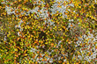 © sailer - Krautweide (Salix herbacea), Island