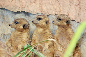 Wall Mural - Group of Meerkat (Suricata suricatta) on nature background. Wildlife Animals.