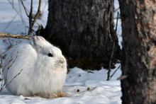 Alaskan Snowshoe Hare