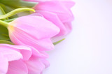 Fototapeta Tulipany - bouquet of pink tulips on a white background. beautiful gentle  spring composition. top view