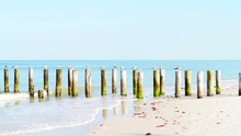 Old Naples, Florida Pier Pilings In Gulf Of Mexico With Panning Panorama Of Wooden Jetty And Many Birds Perched Pelicans Cormorants Seagulls Flying By Ocean On Beach