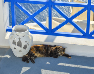 A pretty cat enjoying on Santorini Island