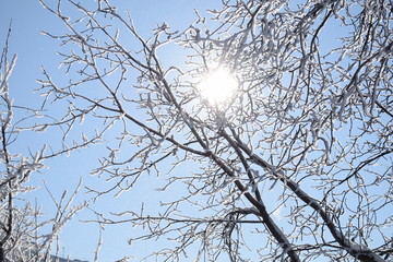 Snow covered tree branches with blue sunny sky with shining sun