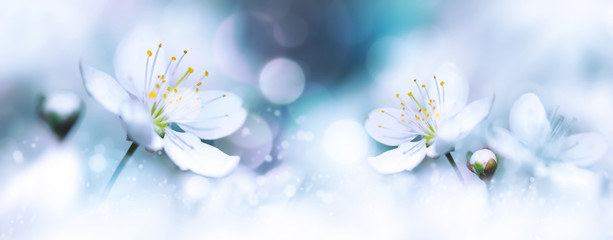 Delicate white cherry flowers. Artistic macro image. Spring summer background. Free space for text. Banner design.