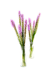 Wall Mural - Magenta, purple, violet, Liatris flower in glass bottle on isolated white background.