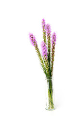Wall Mural - Magenta, purple, violet, Liatris flower in glass bottle on isolated white background.