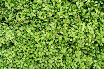 Fototapete - Green dave plant texture background