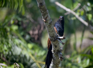 Coucals on the branches