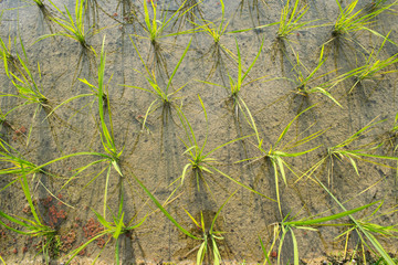 Rice plants on a rice field