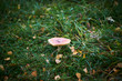 Grass and a mushroom