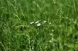 Grass with a chamomile