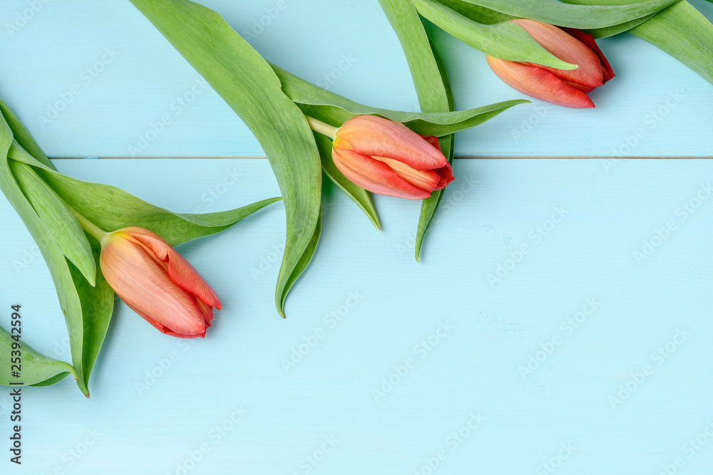 Tree red tulips on display on a light blue wooden painted background, flat lay, top view - obrazy, fototapety, plakaty 