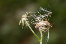 Dried Dandelion Head