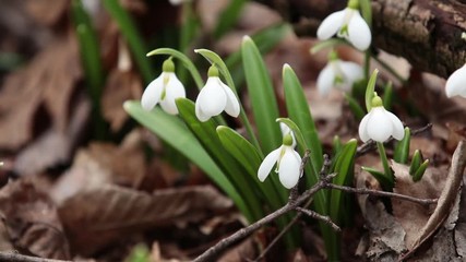 Wall Mural - white blooming snowdrop folded or galanthus plicatus in the forest background. wind, light breeze, с