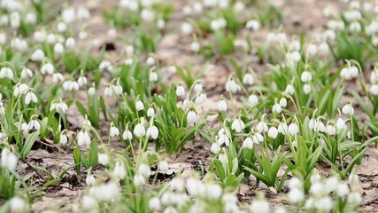 Wall Mural - many white blooming snowdrop folded or galanthus plicatus in the forest background. wind, light bree
