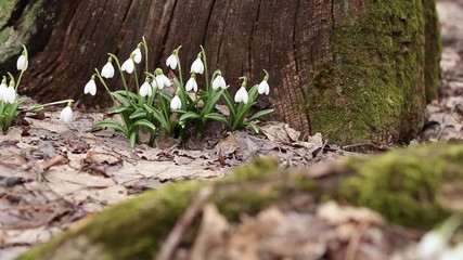 Wall Mural - white blooming snowdrop folded or galanthus plicatus near old tree covered with moss in the forest b