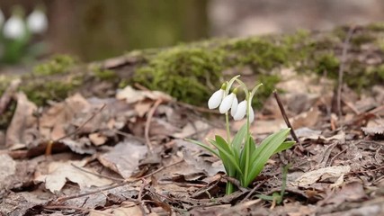 Wall Mural - three white blooming snowdrop folded or galanthus plicatus near old tree covered with moss in the fo