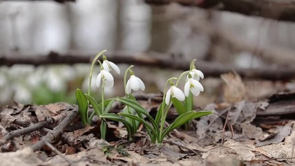 Wall Mural - group white blooming snowdrop folded or galanthus plicatus in the forest background. wind, light bre