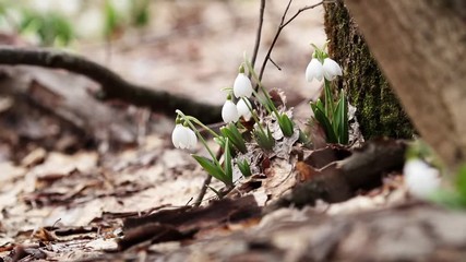 Wall Mural - group white blooming snowdrop folded or galanthus plicatus near old tree covered with moss in the fo
