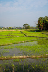 Wall Mural - Rice field in Chiang Rai province