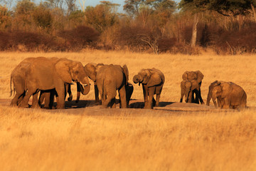 Sticker - The african bush elephant (Loxodonta africana) group of the elephants by the waterhole at sunset.Drinking a family of elephants at the water jam in the middle of a yellow savanna.