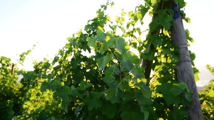 Wall Mural - The sun's rays make their way through the trees sunrise wine yard. Panoramic view sunrise in field winery.