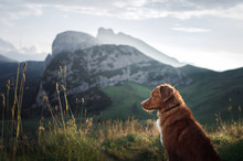 Dog In The Mountains Is Standing On A Rock And Looking At Nature. Travel With A Pet. Nova Scotia Duck Tolling Retriever Happy, Healthy Lifestyle, Adventure
