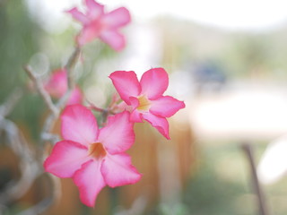 pink flowers on a background