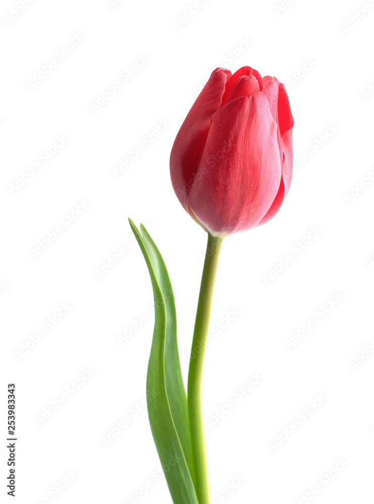 Red tulip flower isolated on white background - obrazy, fototapety, plakaty 