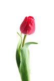 Fototapeta Tulipany - Red tulip flower isolated on white background