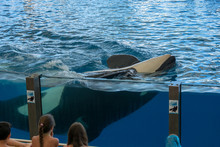 Aquarium Visitors Watching Orca Whale Swimming In Large Tank.