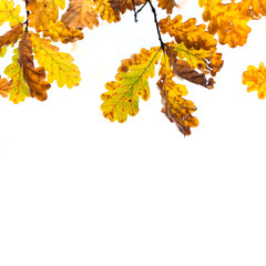 Wall Mural - colorful yellow brown orange leaves sunny day park scene. autumn foliage background. red oak tree br