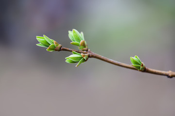 Wall Mural - Spring bush branch with fresh green buds and leaves. Springtime nature simplicity concept. Shallow depth of field, selective focus.