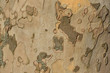© EduardSkorov - Close up image of mottled sycamore tree bark for background