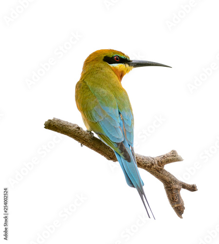 Blue-tailed bee-eater or Merops philippinus, beautiful bird perching on branc...