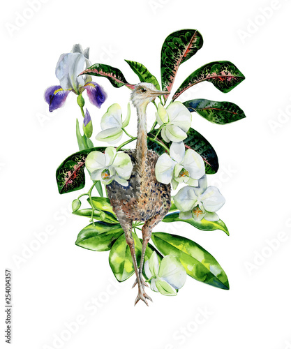 Watercolor cartoon illustration of cute ostrich with white orchids, iris flow...