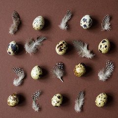 Wall Mural - Easter holiday background. Easter egg pattern of quail eggs and feathers on brown background.