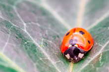 Coccinella Septempunctata, Known As Seven-spot Ladybird, Seven-spotted Ladybug, C-7 Or Seven-spot Lady Beetle On The Leaf