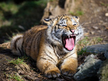 The Siberian Tiger (Panthera Tigris Tigris) Also Called Amur Tiger (Panthera Tigris Altaica) In The ZOO
