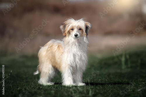 Puff Dog Chinese Crested Powder Puff Maltese Mix Chinese Crested