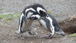 pinguini di magellano isola magdalena patagonia sud ameririca cile Terra del Fuoco