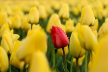 A Picture From The Amazing Tulip Fields In Netherlands During The Cloudy, Rainy Spring Day. The Colorful Flowers Are Everywhere.  The Single Red Tulip With Raindrops On It Is Among The Yellow Ones. 