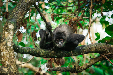 Endemic Spider Monkey in the Rain Forest, Belize 