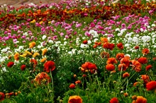 Carlsbad Flower Fields March 2019