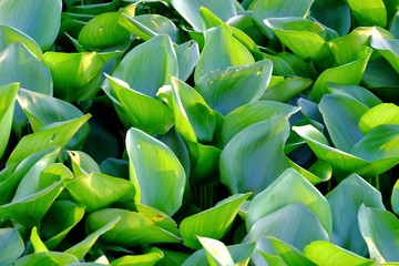 Close up water Hiyazinth leaves growing in a water with sunlight 