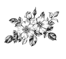 Wall Mural - hand drawn branch of wild-rose